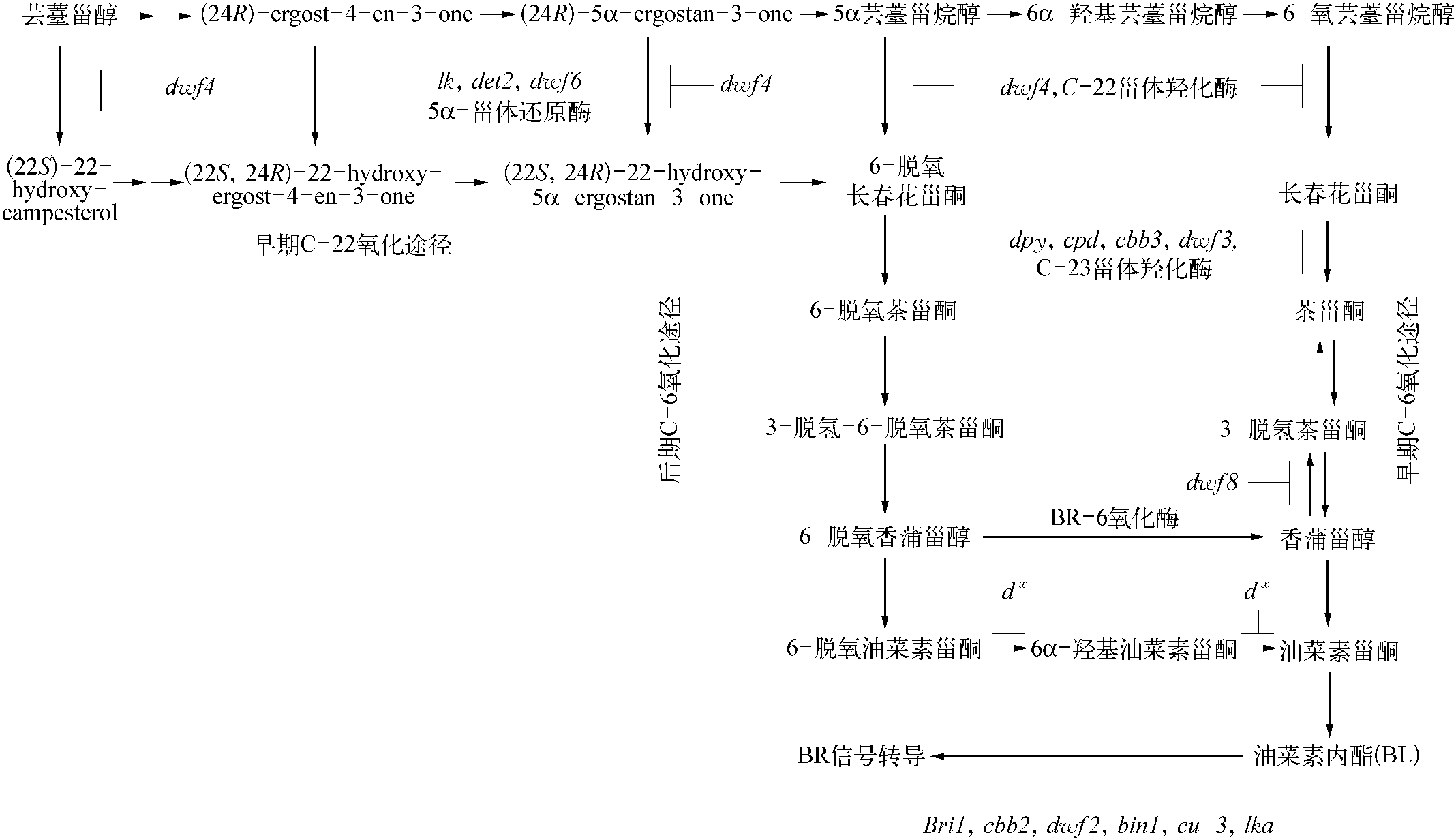 蕓薹甾醇是油菜素內(nèi)酯生物合成的前體